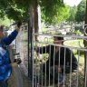 Natieranie oplotenia na cintoríne